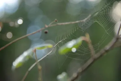 DSC_0891 (Large).JPG